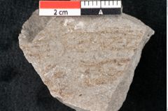 Foto (Detailansicht) von Plantae indet.  (NHMW-GEO-2024-0188-6702)